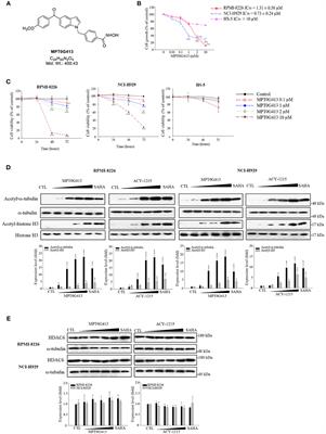 MPT0G413, A Novel HDAC6-Selective Inhibitor, and Bortezomib Synergistically Exert Anti-tumor Activity in Multiple Myeloma Cells